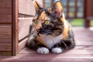 The cat on the terrace of the cat's wooden house. Frightened, hunting, stress