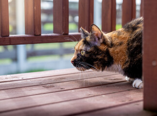 The cat on the terrace of the cat's wooden house. Frightened, hunting, stress