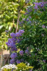Fototapeta premium Chilean potato climbing plant also known as Solanum crispum, with bursts of purple and yellow flowers. Photographed in a suburban garden in Pinner, north west London UK.