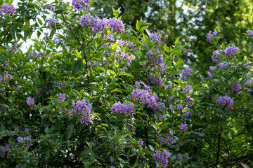 Chilean potato climbing plant also known as Solanum crispum, with bursts of purple and yellow flowers. Photographed in a suburban garden in Pinner, north west London UK.
