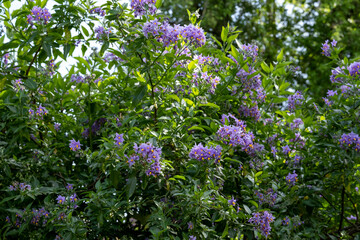 Fototapeta premium Chilean potato climbing plant also known as Solanum crispum, with bursts of purple and yellow flowers. Photographed in a suburban garden in Pinner, north west London UK.