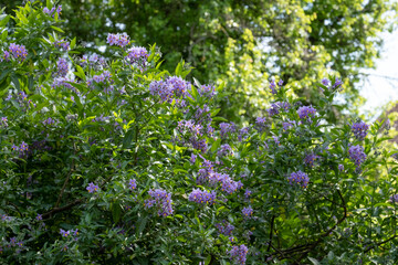 Chilean potato climbing plant also known as Solanum crispum, with bursts of purple and yellow flowers. Photographed in a suburban garden in Pinner, north west London UK.