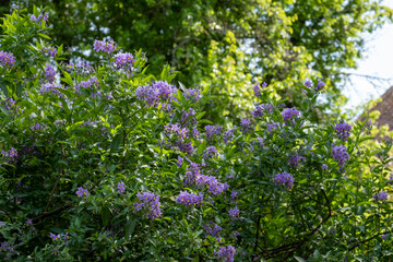 Obraz premium Chilean potato climbing plant also known as Solanum crispum, with bursts of purple and yellow flowers. Photographed in a suburban garden in Pinner, north west London UK.