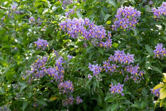 Chilean potato climbing plant also known as Solanum crispum, with bursts of purple and yellow flowers. Photographed in a suburban garden in Pinner, north west London UK.