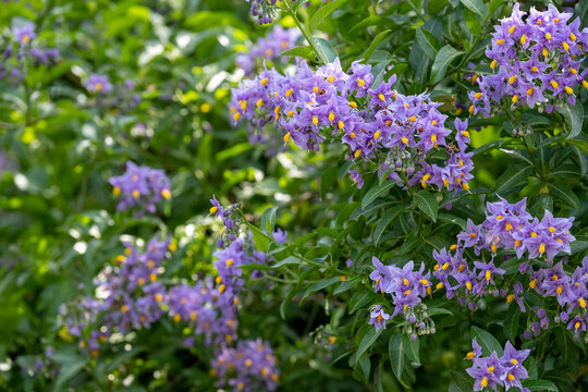 Chilean potato climbing plant also known as Solanum crispum, with bursts of purple and yellow flowers. Photographed in a suburban garden in Pinner, north west London UK.