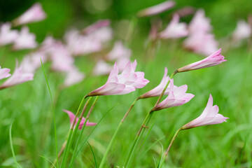 
The ground lotus is a flower that blooms beautifully in the rainy season with sufficient moisture and has a short stem and does not last long. Can grow well in low light as an ornamental flower used 