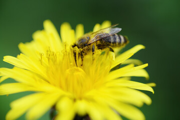 bee on yellow flower dandelion