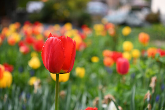 tulipani