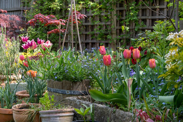 Wildlife friendly suburban garden with container plants, tulips, shrubs, flowers and greenery. Photographed in Pinner, northwest London UK.