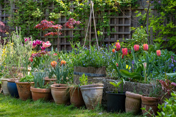Fototapeta na wymiar Wildlife friendly suburban garden with container plants, tulips, shrubs, flowers and greenery. Photographed in Pinner, northwest London UK.
