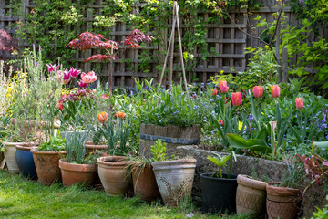 Wildlife friendly suburban garden with container plants, tulips, shrubs, flowers and greenery. Photographed in Pinner, northwest London UK.