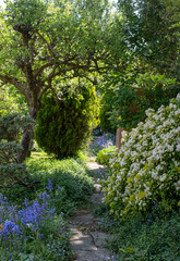 Wildlife friendly suburban garden with crazy paving path, bluebells, shrubs, flowers and greenery.