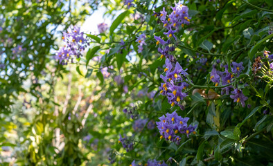 Chilean potato climbing plant also known as Solanum crispum, with bursts of purple and yellow flowers. Photographed in a suburban garden in Pinner, north west London UK.