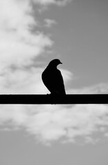 Silhouette of a pigeon in black and white