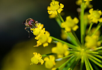 Mosca em flor