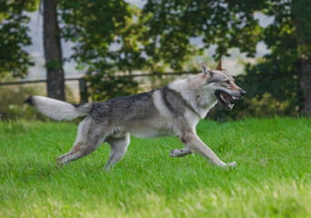 Czechoslovakian wolf in motion like a wolf