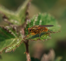 macro shot of an insect 