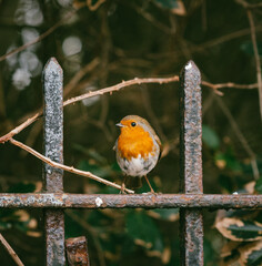 robin on a fence