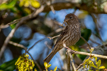 Purple Finch Gatering Nest Materials