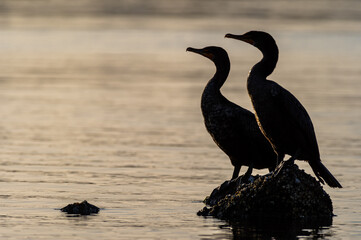 Two Cormorants Silhouette