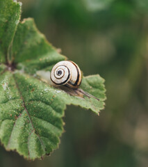 snail on a leaf