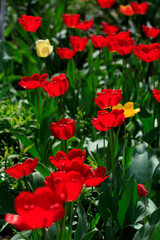 Fototapeta na wymiar Colorful spring tulups on nature background