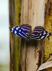 butterfly on a tree