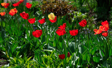 Colorful spring tulups on nature background