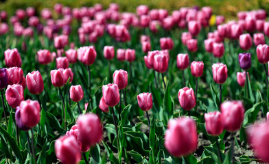 Colorful spring tulups on nature background