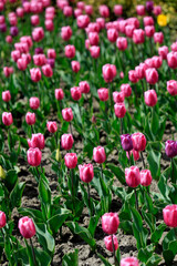 Colorful spring tulups on nature background