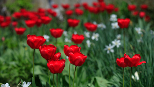 Colorful spring tulups on nature background