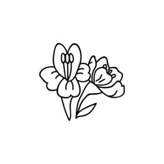 Hand drawn flowers. Doodles vector illustration. Isolated on a white background.