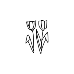 Hand drawn two tulips. Doodle vector illustration. Isolated on a white background.