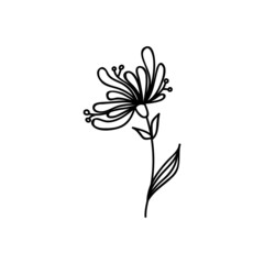 Single hand drawn flower. Vector illustration in doodles style. Isolate on a white background.