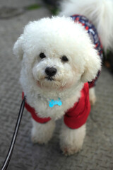 Portrait of bison frize dog breed