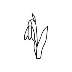 Single hand drawn snowdrop. Vector illustration in doodles style. Isolate on a white background.