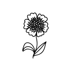 Single hand drawn flower. Vector illustration in doodles style. Isolate on a white background.