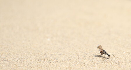 Ant with prey on sand background
