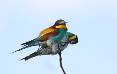European bee-eaters perched on tree branch, Merops apiaster