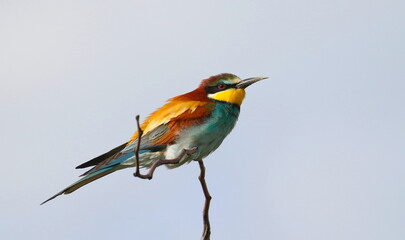 European bee-eater on branch, Merops apiaster