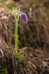 Snowdrop flower
