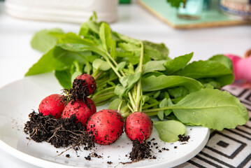 Freshly picked radishes from the garden still with remains of soil placed on a plate for cleaning