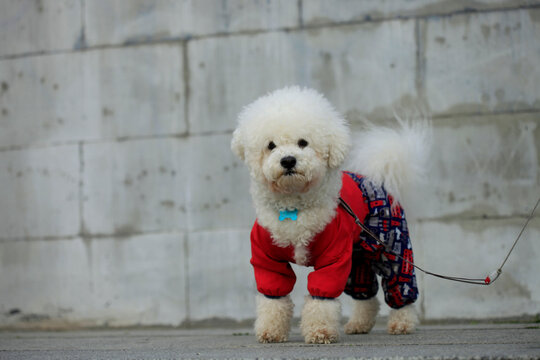 Portrait of bison frize dog breed