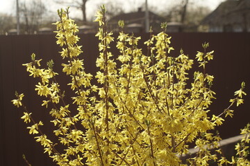 Forsythia During Flowering Early Spring
