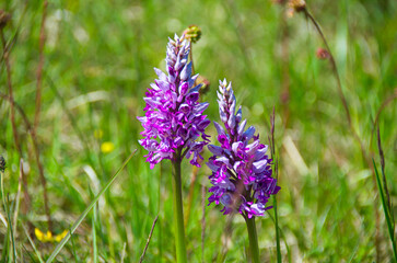 orchideenblüte in der Ortenau