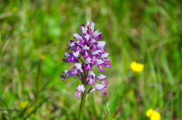 orchideenblüte in der Ortenau