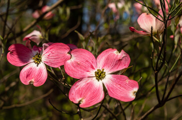 Pink dogwood flowers in Frick Park, a city park in Pittsburgh, Pennsylvania, USA on a sunny spring...