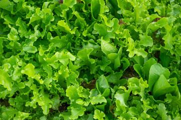 家庭菜園の葉物野菜