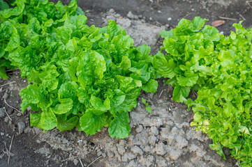 家庭菜園の葉物野菜