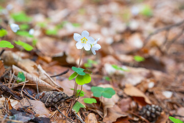 In the spring, a white Oxalis acetosella flower bloomed in the forest